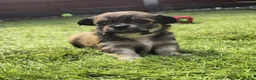 Chihuahua dogs for sale: Chihuahua Puppies For Sale - Advert 8