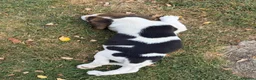 Beagle dogs for sale: 🐶Beagle Puppies 2 Girls for Sale🐶 - Advert 22