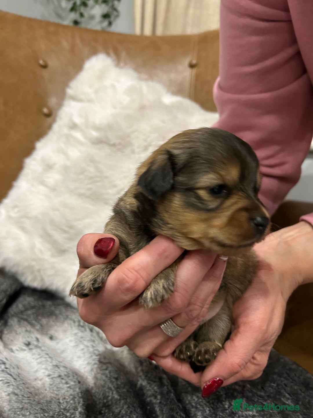 Mixed Breed dogs for sale: Miniature Dauchshund/ Pomeranian puppies for sale - Advert 23