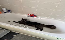 Maine Coon cats for sale: TICA Male Maine Coon  - Image 4