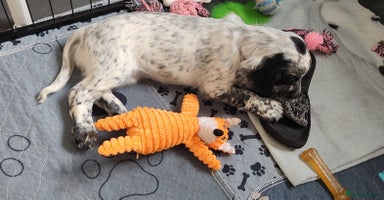 Sprocker dogs - Advert 13