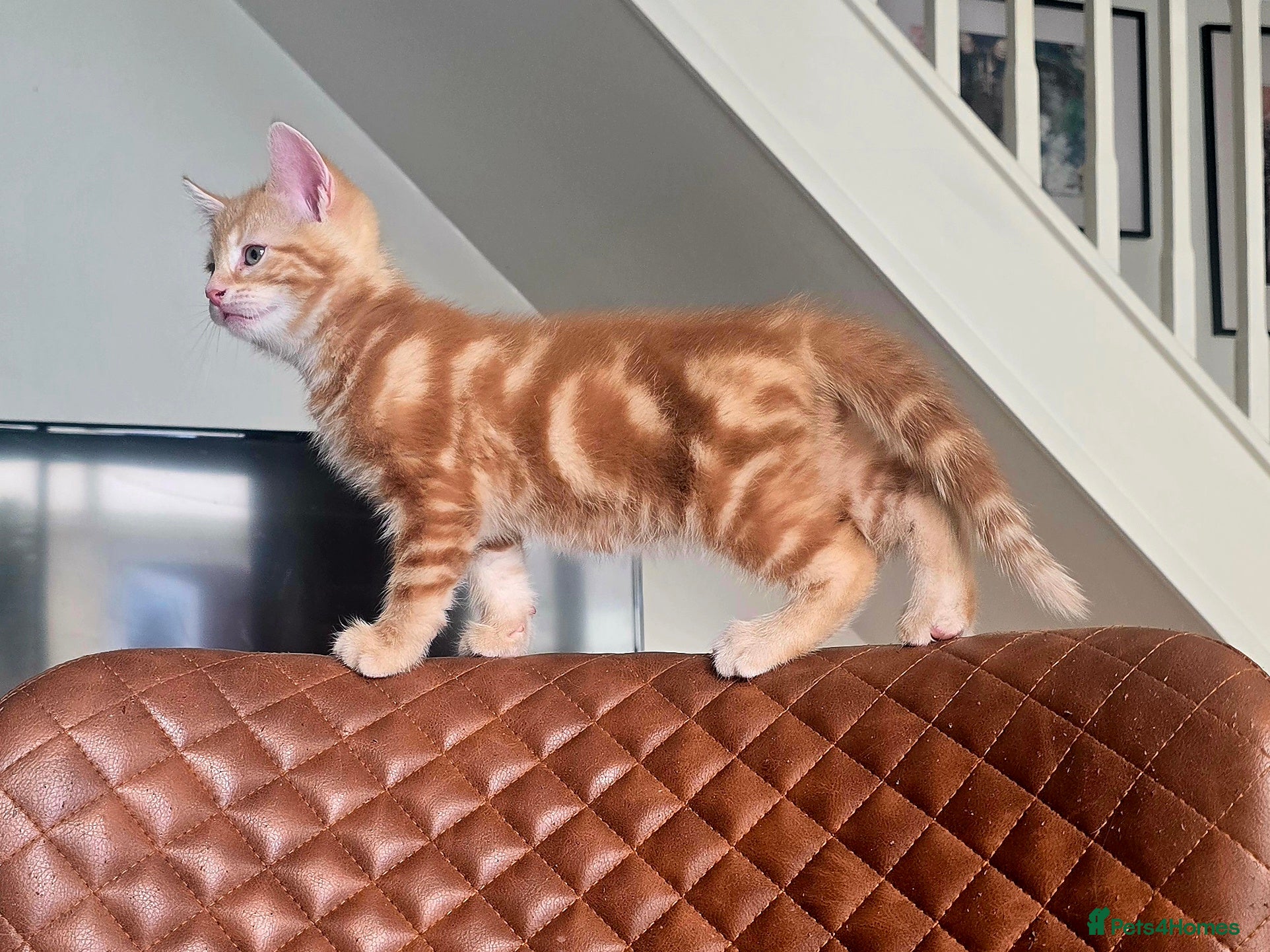 Mixed Breed cats Ready 5kittens raised with dogs and children - Advert 3