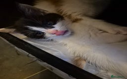 Mixed Breed cats for sale: Stunning kittens - Image 3