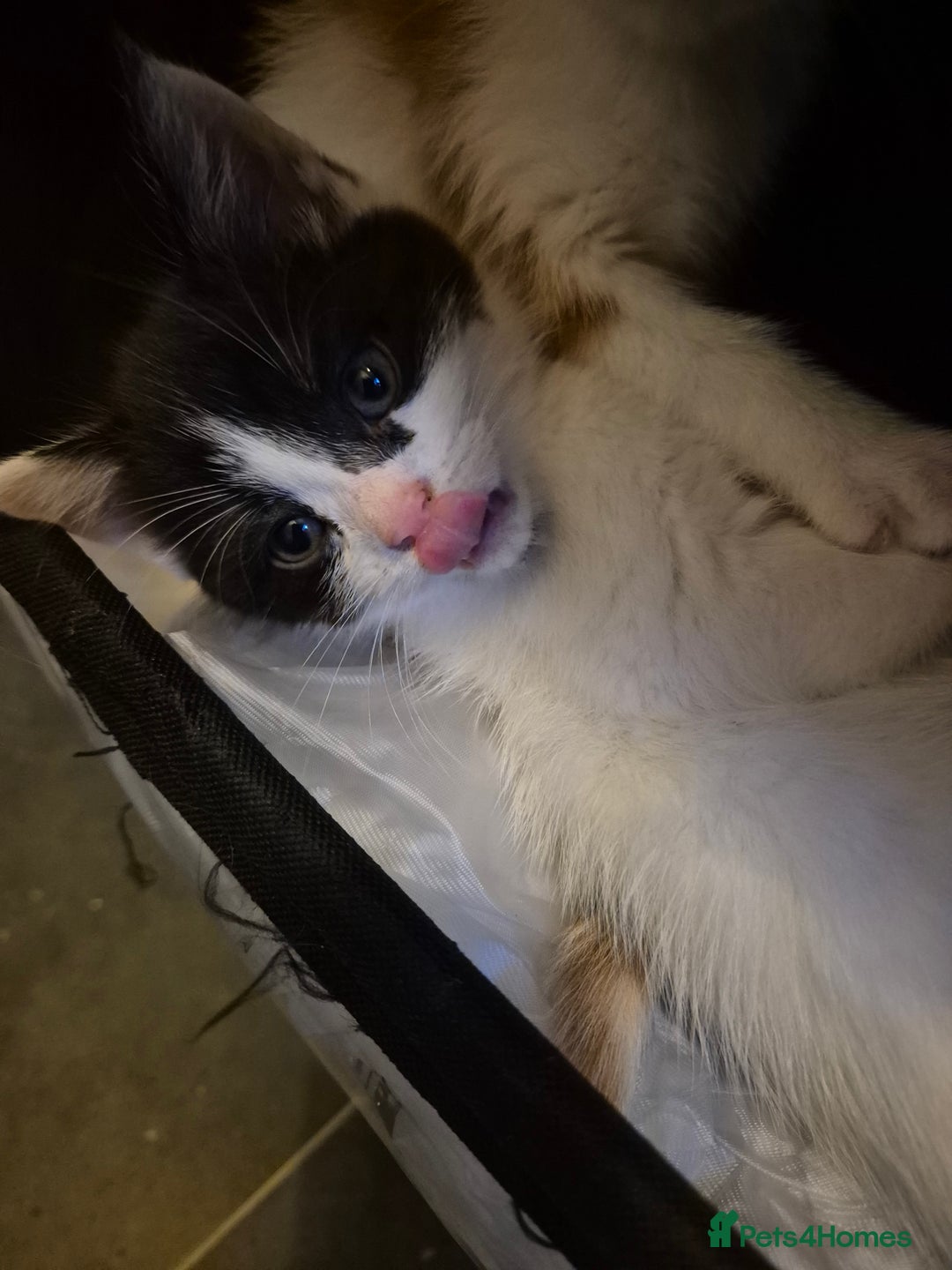 Mixed Breed cats for sale: Stunning kittens - Image 3