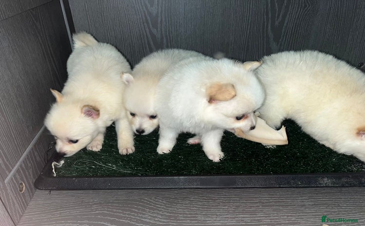Pomeranian dogs - Advert 1