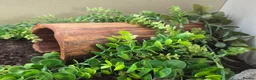 Leopard Gecko reptiles for sale: Leopard Gecko with 4ftx2ft Vivarium in Chatham - Advert 11