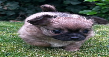 Chihuahua dogs - Advert 12