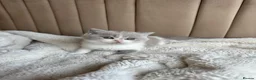 British Shorthair cats for sale: British Short Hair kittens GCCF REG - Advert 9