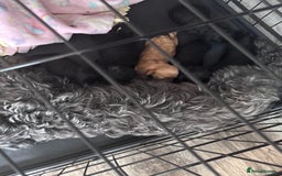 Yorkiepoo dogs for sale: 5 beautiful yorkiepoo baby’s  - Image 9