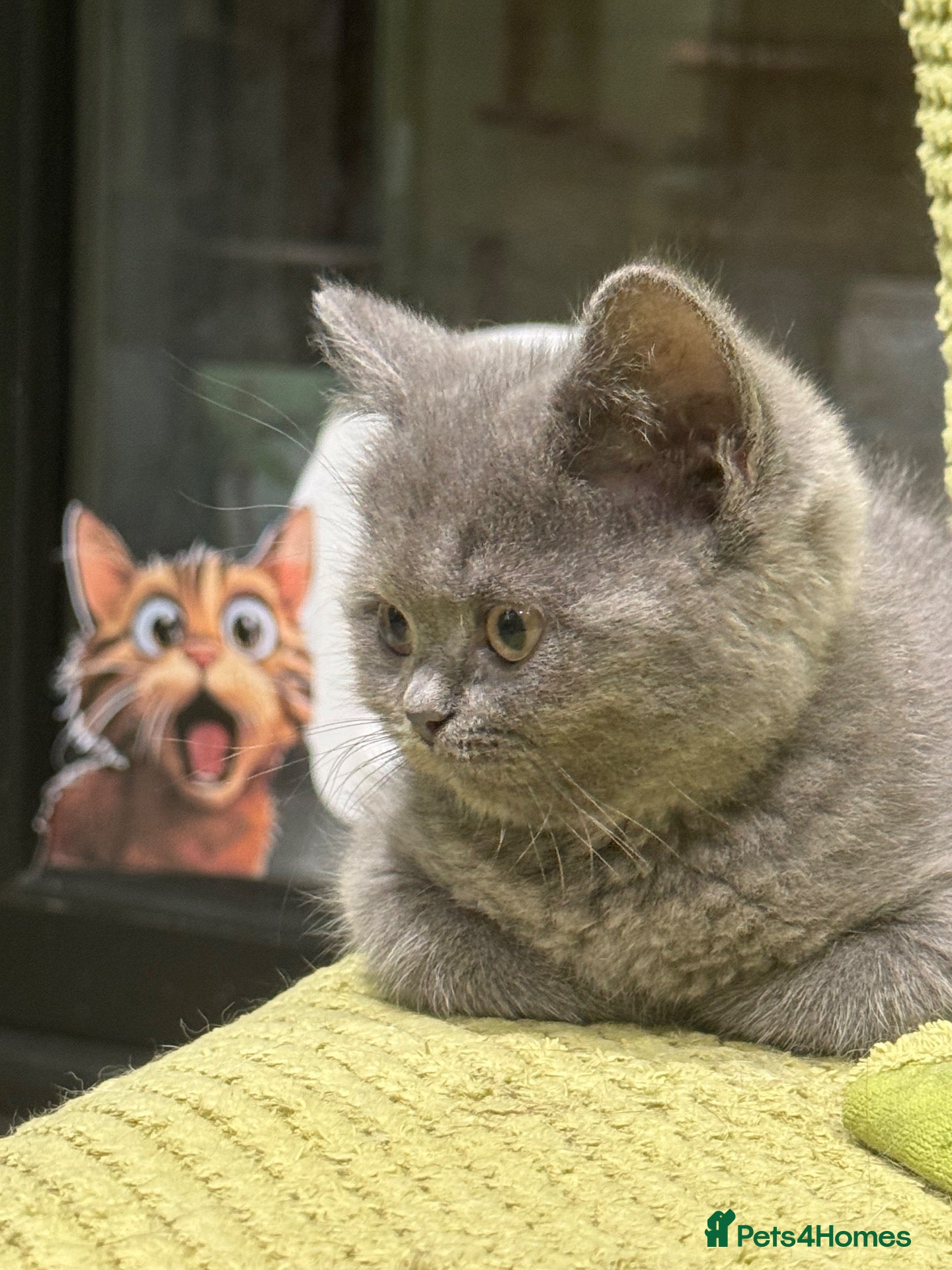 British Shorthair cats for sale: L@@k Reduced!!! ready  BSH / Scottish striaghts - Advert 1