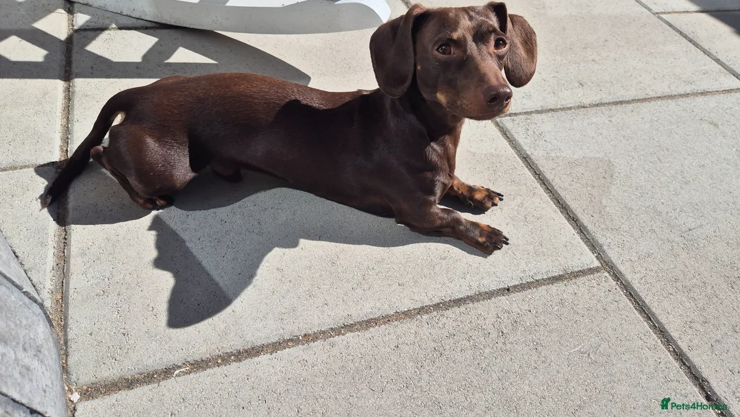 Miniature Dachshund dogs for stud: For Stud - 4 Year mini dachshund - Advert 2