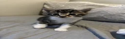 Mixed Breed cats for sale: Kittens for sale - Advert 8