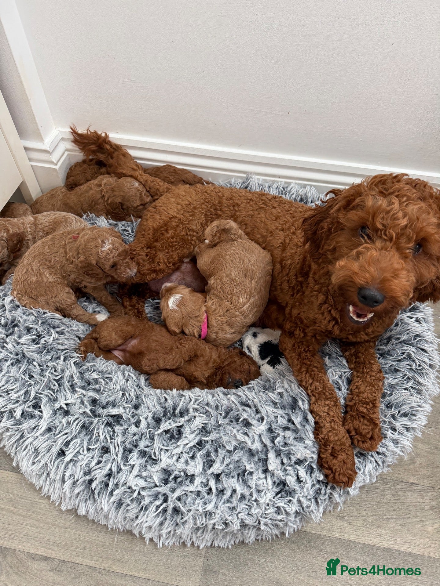 Mini Goldendoodle dogs Stunning Miniature Goldendoodle Puppies - Advert 1