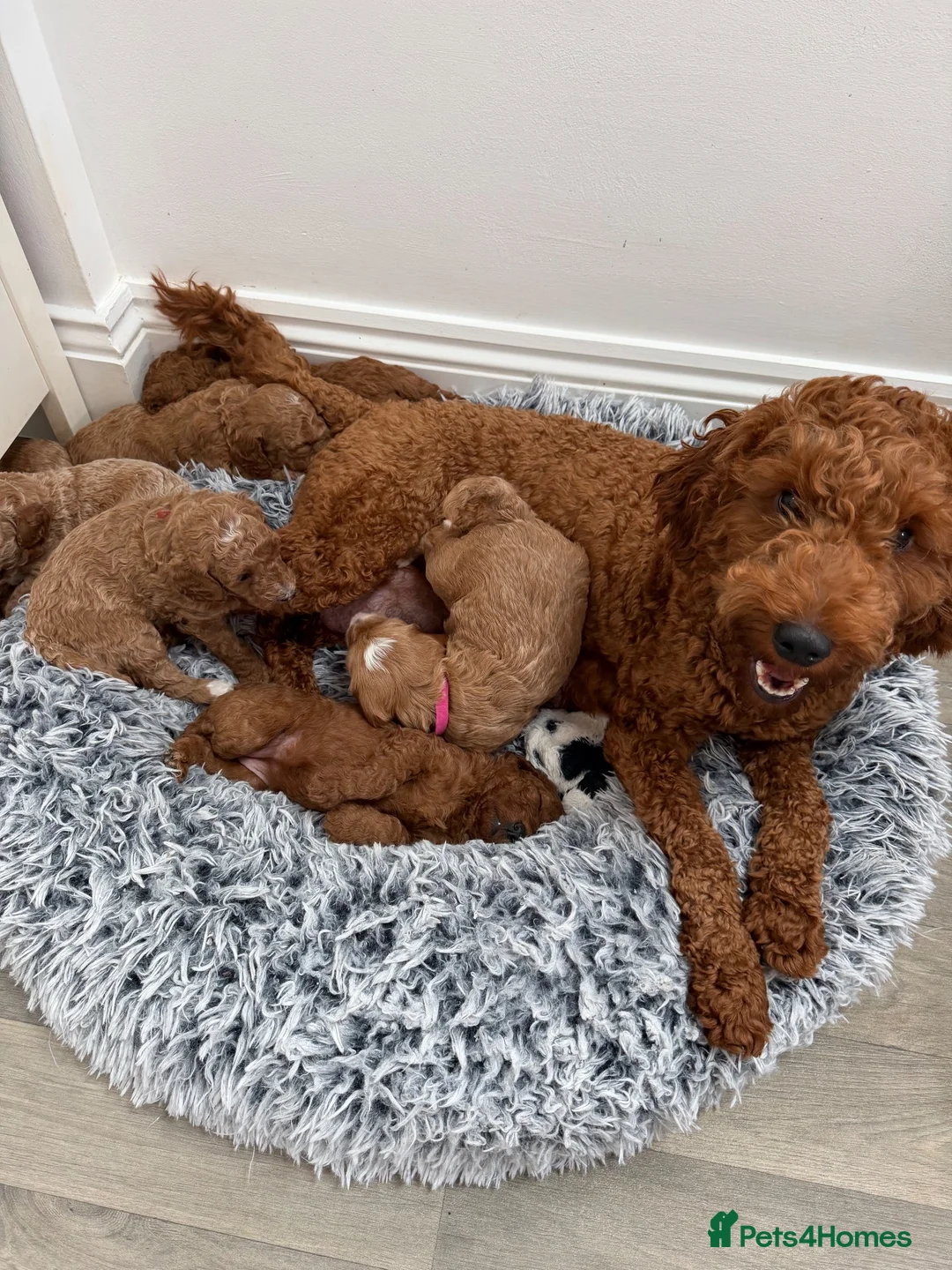 Mini Goldendoodle dogs for sale: Stunning Miniature Goldendoodle Puppies - Advert 1
