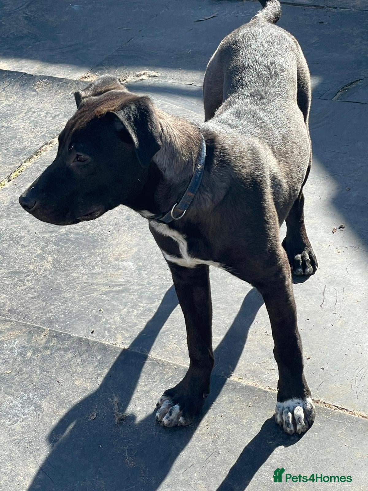 Mixed Breed dogs 🐾🖤 SAM – The Happy, Handsome All-Rounder 🖤🐾 - Advert 1