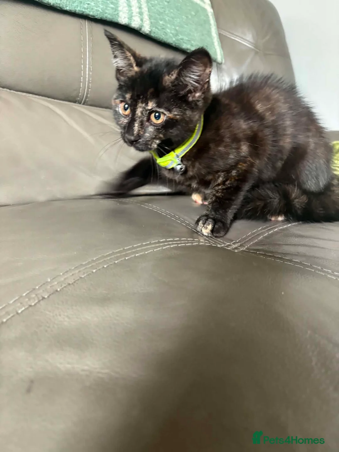 Mixed Breed cats for sale: Kitten - Advert 2