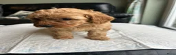 Cavapoo dogs for sale: Adventures of a curly cavapoo look no further  - Advert 8