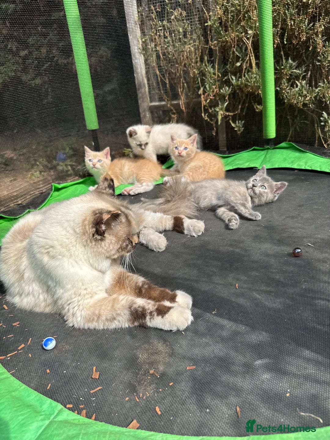 Mixed Breed cats for sale: 3 Female Ragdoll X Kittens  - Image 2