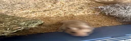 Hamster rodents for sale: Two hamsters  in Sheffield - Advert 5