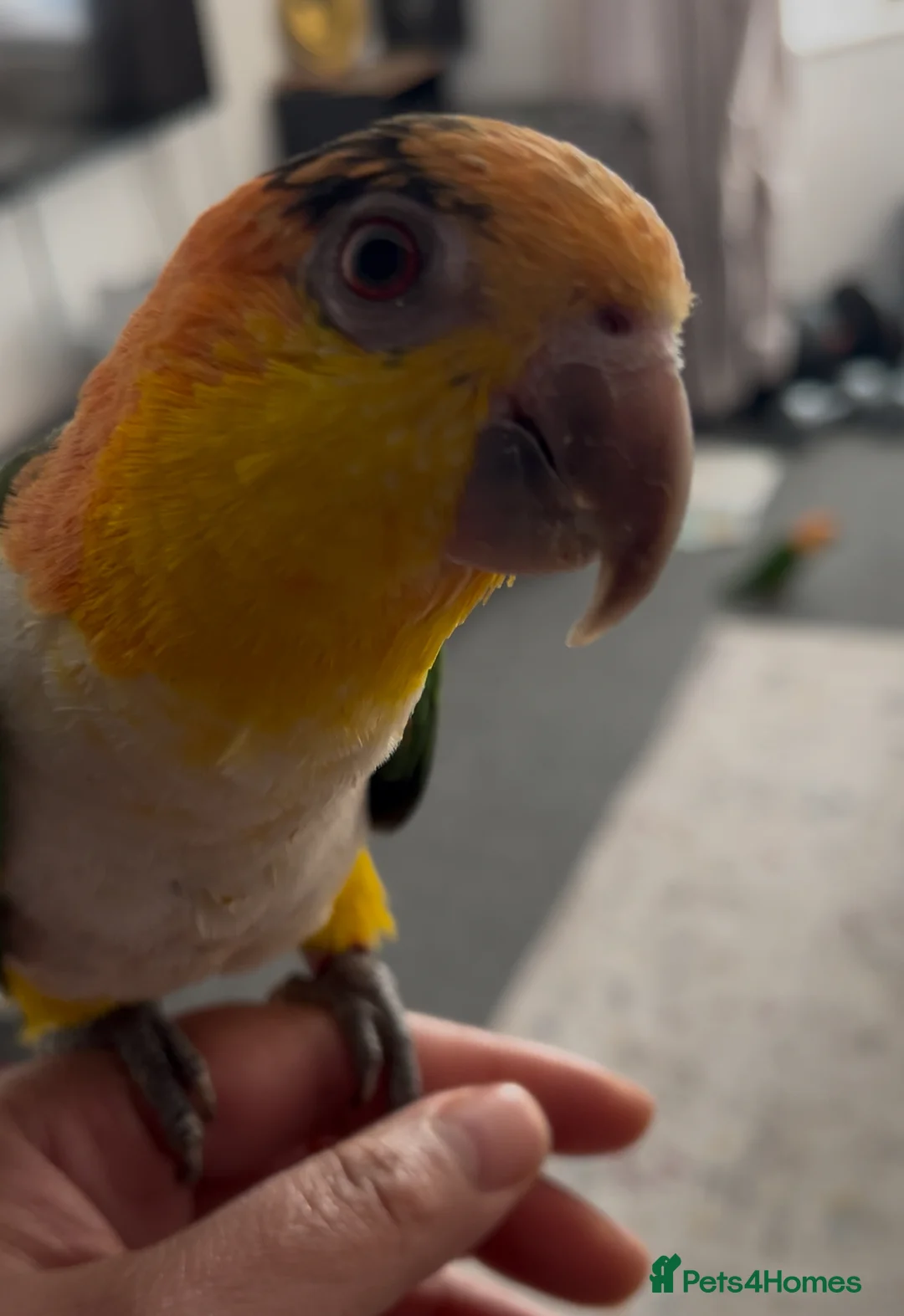 Parakeets birds for sale: Caique parrots - Advert 1