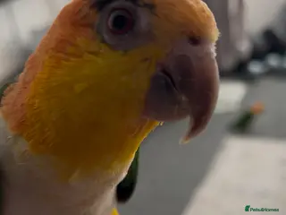 Parakeets birds Caique parrots - Advert 8