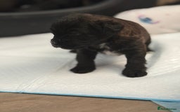 Yorkiepoo dogs for sale: Yorkiepoos - Image 14
