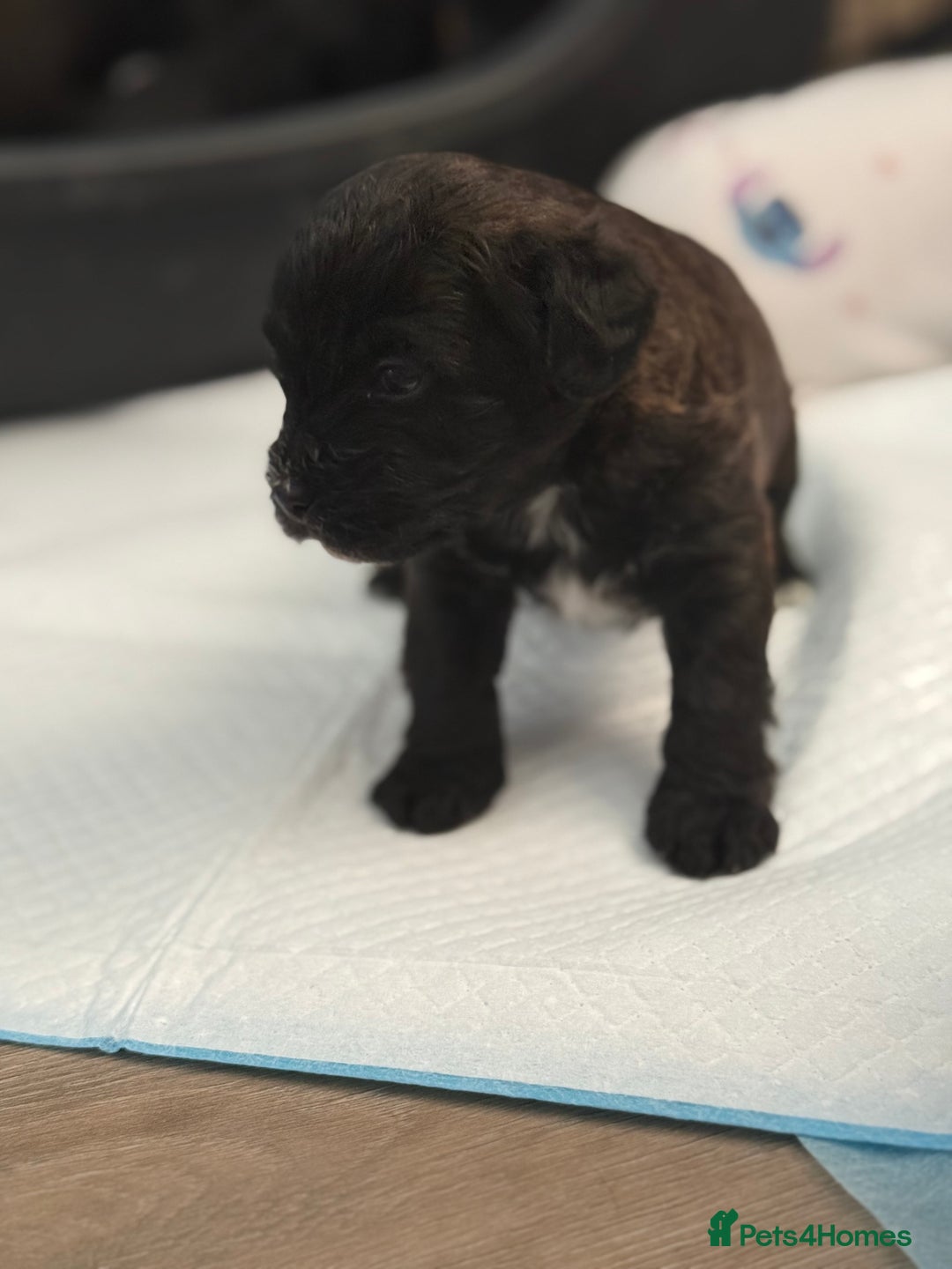 Yorkiepoo dogs for sale: Yorkiepoos - Image 14