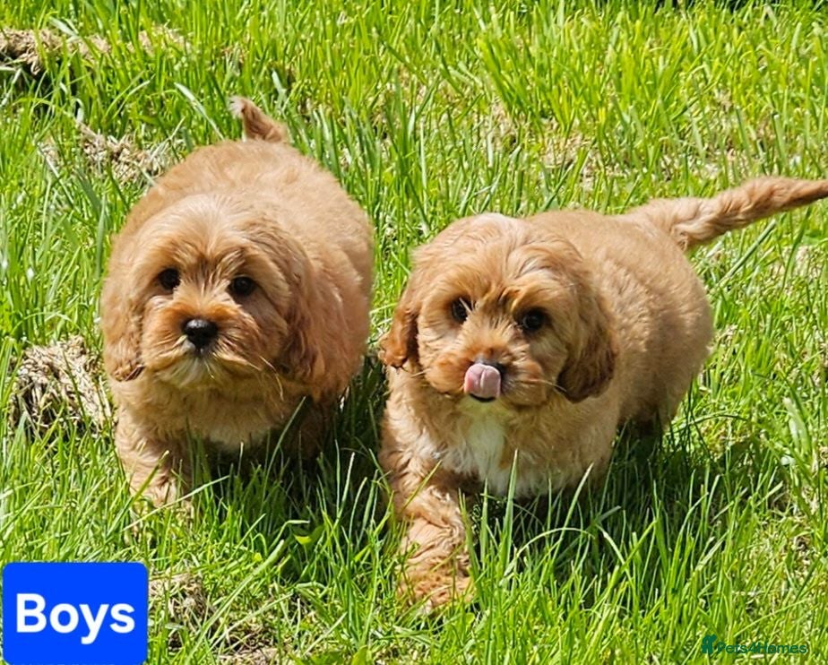 Cavapoo dogs 2 lovely cavapoo male puppies for sale  - Advert 10