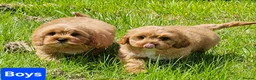 Cavapoo dogs for sale: 2 lovely cavapoo male puppies for sale  in Carmarthen - Advert 4