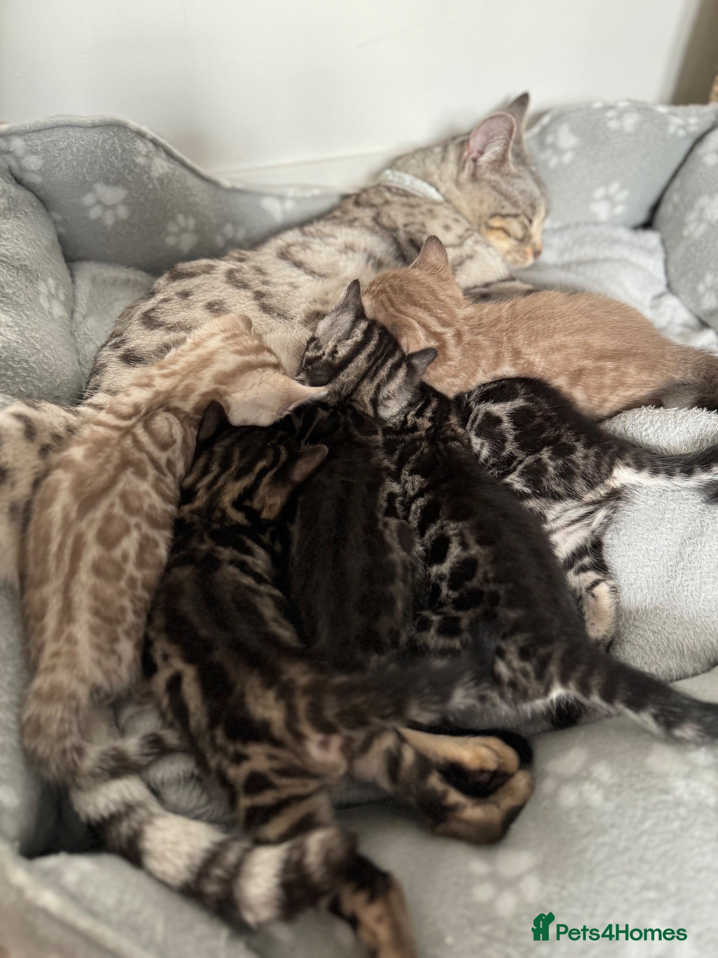 Bengal cats Bengal Kittens For Sale (5 Left) - Advert 1