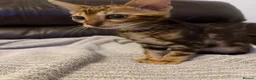 Bengal cats for sale: Beautiful Bengal  - Advert 6