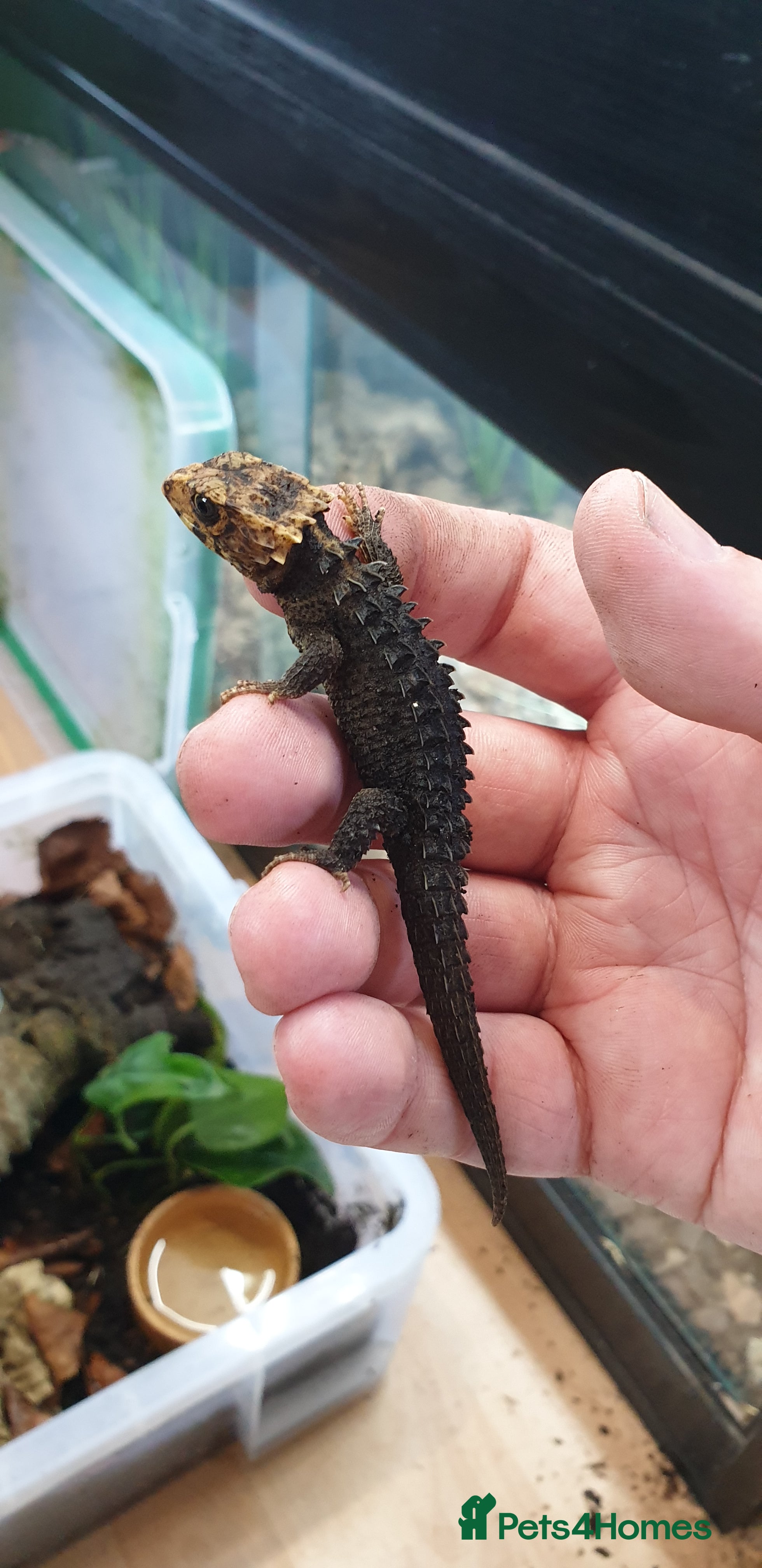 Skink reptiles CB2025 Red Eyed Crocodile Skinks - Advert 1