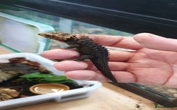 Skink reptiles for sale: CB2025 Red Eyed Crocodile Skinks - Image 1