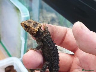 Skink reptiles for sale - Advert 2