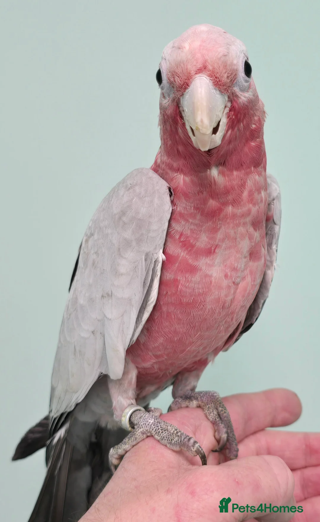 Cockatoo birds for sale: (Rare chance) Handreared Umbrella Cockatoo & Galah - Advert 8