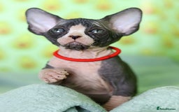 Sphynx cats for sale: Bloodline Sphynx Kittens  - Image 27