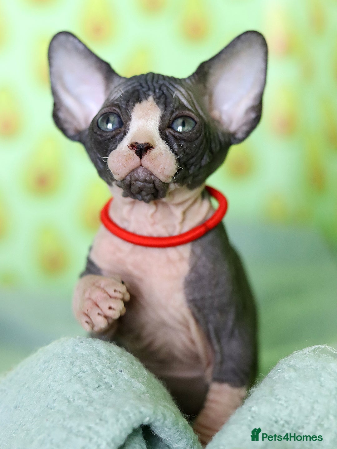 Sphynx cats for sale: Bloodline Sphynx Kittens  - Image 27