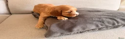 Mixed Breed dogs for sale: Beautiful Cocker Sproodle Puppies  in Weston-super-Mare - Advert 33