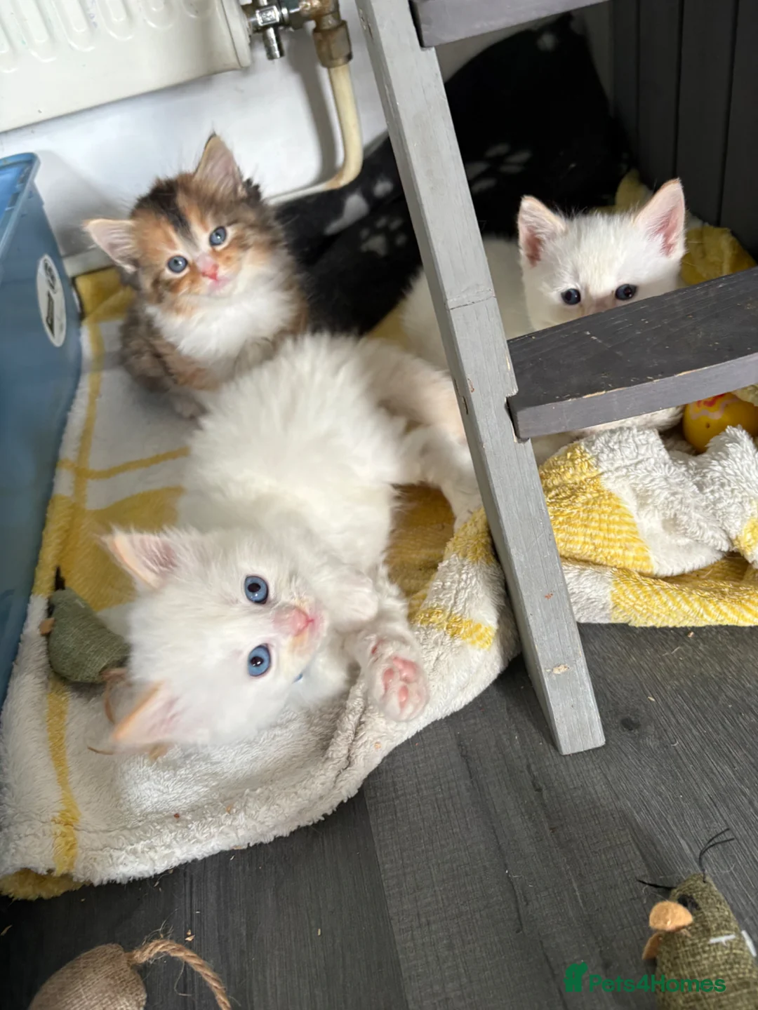 Mixed Breed cats for sale: 5 beautiful kittens   - Advert 11