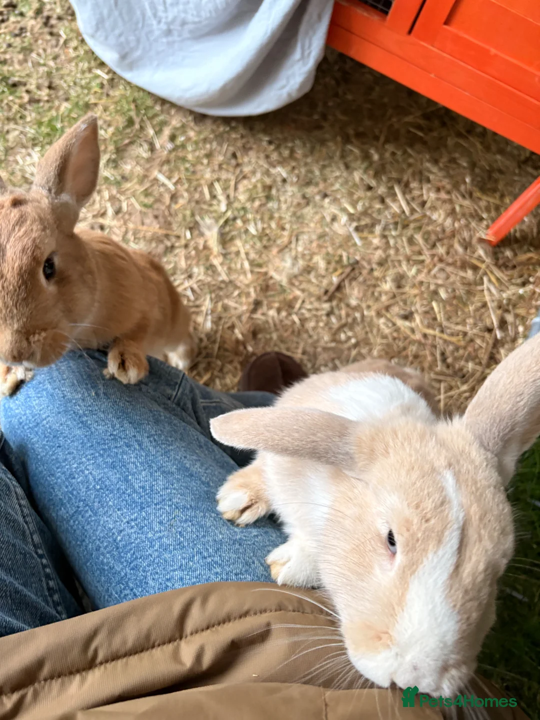 Mixed Breed rabbits for sale: 5 adorable bunnies  in Braunton - Advert 4