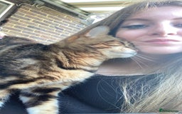 Bengal cats for sale: 🐾 Bengal Cat Alfie Looking for Forever Home 🐾 - Image 5