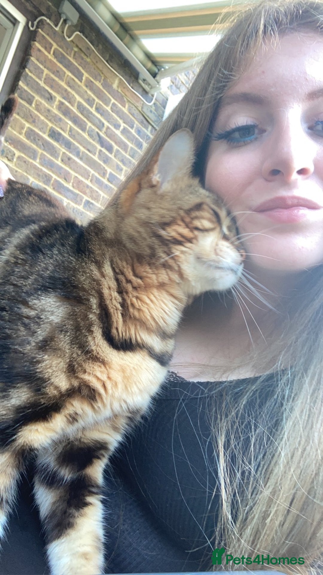 Bengal cats for sale: 🐾 Bengal Cat Alfie Looking for Forever Home 🐾 - Image 5