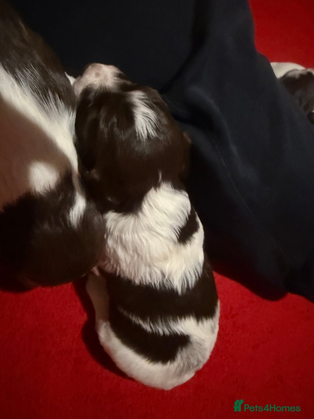 Sprocker dogs for sale: Exceptional F1B Sprocker puppy-male  - Advert 5
