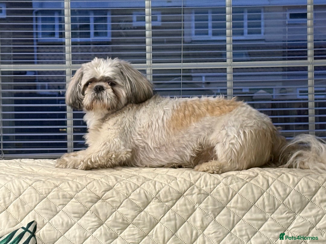 Shih Tzu dogs for stud: Buster - Advert 7
