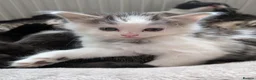 Mixed Breed cats for sale: Fluffy grey and white tabby boy  - Advert 4
