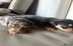 Mixed Breed dogs for sale: Jack Russel/miniature Datchound - Image 10