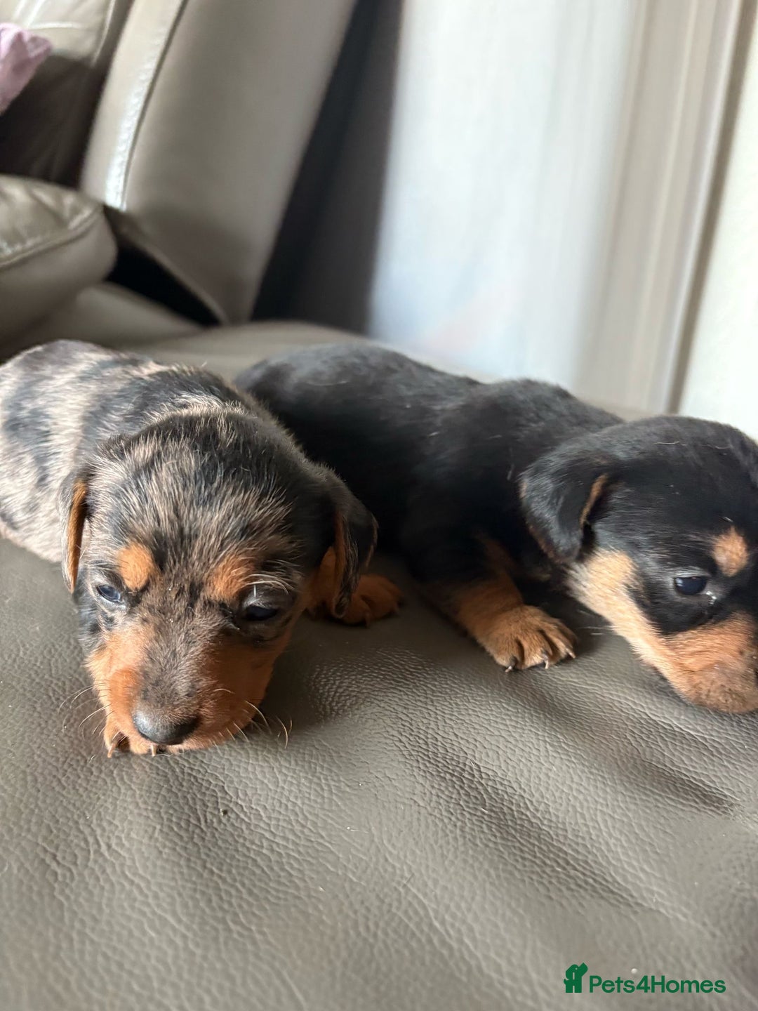 Mixed Breed dogs for sale: Jack Russel/miniature Datchound - Image 10