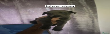 Blue dog (The Hitman)