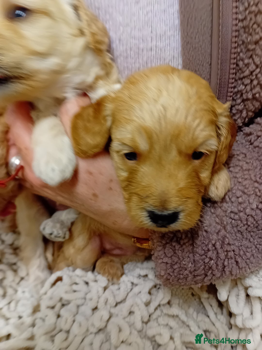 Cockapoo dogs for sale: Stunning Cockapoo puppies - Advert 6