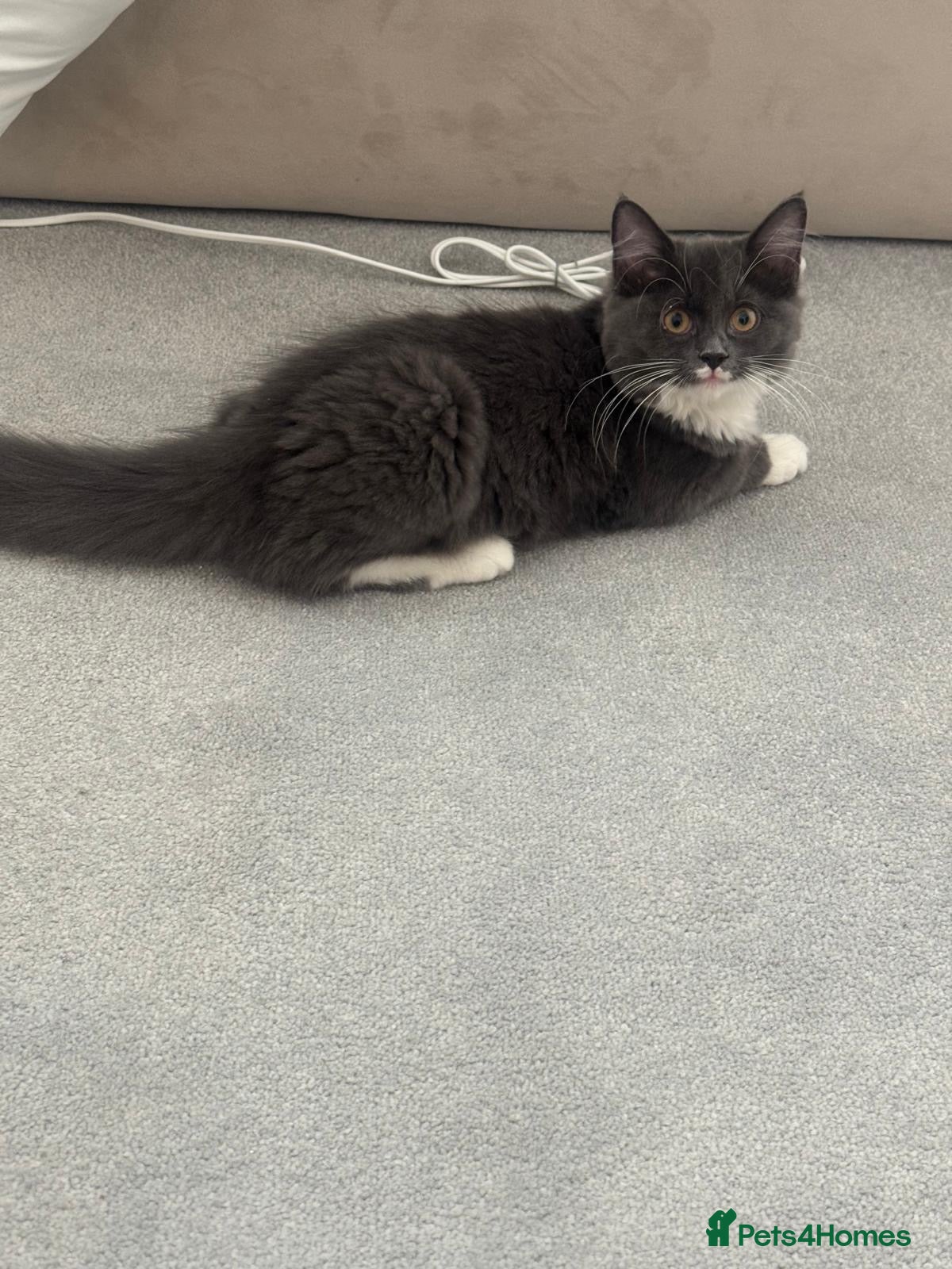 Mixed Breed cats Stormy-grey - Advert 3